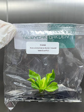 Philodendron Burle Marx Variegated (1 plantlet/bag) Tissue culture