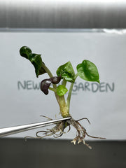 Alocasia Heart balloon GREEN (1 plantlet/bag) Tissue culture