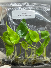 Alocasia scalprum (5 plantlets/bag) Tissue culture