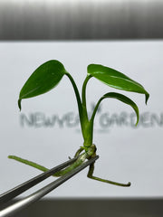 Monstera Sierrana Green (1 plantlet/bag) Tissue culture
