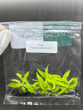 Philodendron ring of fire gold (5 plantlets/bag) Tissue culture