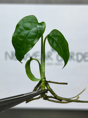 Monstera Obliqua Peru (1 plantlet/bag) Tissue culture