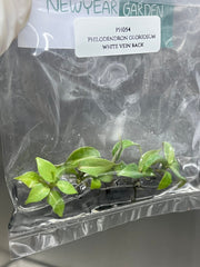 Philodendron gloriosum white vein back (5 plantlets/bag) Tissue culture