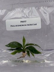 Philodendron patriciae (1 plantlet/bag) Tissue culture