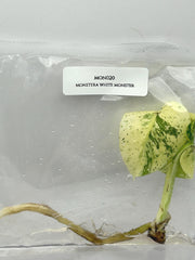 Monstera white monster (1 plant/bag) Tissue Culture