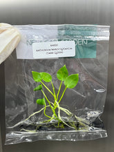 Anthurium warocqueanum (Dark Queen) (1 plantlet/bag) Tissue culture