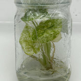 Alocasia Odora from Angkhang Variegated (1 plant/bag) Tissue culture