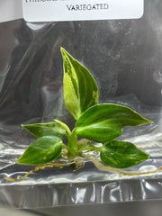 Philodendron melanochrysum Variegated (1 plantlet/bag) Tissue culture
