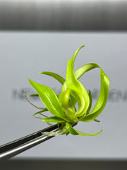 Philodendron ring of fire gold (5 plantlets/bag) Tissue culture