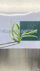 Philodendron Tortum Variegated (1 plantlet/bag) Tissue culture