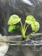 Epipremnum Sp Bali Variegated (Hanoman) (1 plantlet/bag) Tissue culture