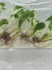 Alocasia cucullata albo Variegated (5 plantlets/bag) Tissue culture