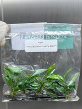 Philodendron florida beauty (5 plantlets/bag) Tissue culture