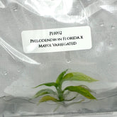 Philodendron Florida x Mayoi Variegated (1 plantlet/bag) Tissue culture