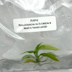 Philodendron Florida x Mayoi Variegated (1 plantlet/bag) Tissue culture