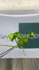 Philodendron goeldii variegated (1 plantlet/bag) Tissue culture