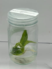 Philodendron Billietiae x Jose Buono Variegated (1 plantlet/bag) Tissue culture