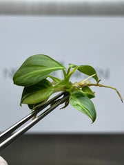 Philodendron melanochrysum Variegated (1 plantlet/bag) Tissue culture