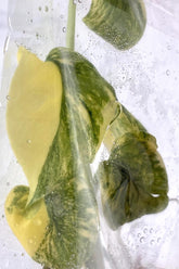 Monstera legacy Variegated (1 plantlet/bag) Tissue culture