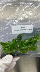 Philodendron Jungle fever (5 plantlets/bag) Tissue culture
