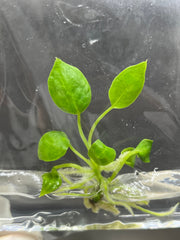 Anthurium warocqueanum (Queen) (1 plantlet/bag) Tissue culture