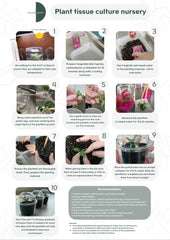 Philodendron mcdowell (5 plantlets/bag) Tissue culture