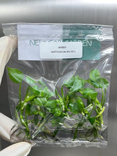 Anthurium big bill (5 plantlets/bag) Tissue culture