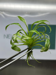 Homalomena Rubescens "Star" Var. (Mutation) (1 plant/bag) Tissue culture