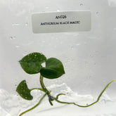 Anthurium Black Magic (1 plantlet/bag) Tissue culture