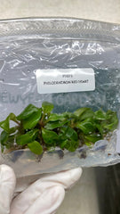 Philodendron red heart (5 plantlets/bag) Tissue culture