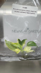 Philodendron Longilobatum Variegated (1 plantlet/bag) Tissue culture