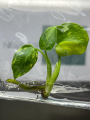 Monstera Electrolight Variegated (1 plantlet/bag) Tissue culture