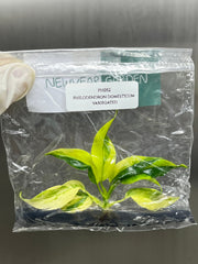 Philodendron domesticum variegated (1 plantlet/bag) Tissue culture