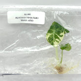 Alocasia Ninja Albo Variegated (1 plant/bag) Tissue culture