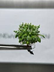 Cephalotus follicularis (1 plant/bag) Tissue Culture