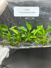 Philodendron mamei (5 plantlets/bag) Tissue culture