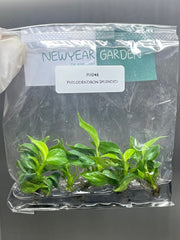 Philodendron Splendid (5 plantlets/bag) Tissue culture