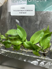 Philodendron gloriosum pink back (5 plantlets/bag) Tissue culture