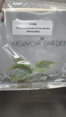 Philodendron silver sword Variegated (1 plantlet/bag) Tissue culture