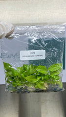 Philodendron Snowdrift (5 plantlets/bag) Tissue culture