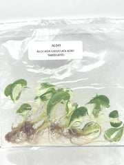 Alocasia cucullata albo Variegated (5 plantlets/bag) Tissue culture