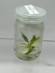 Philodendron Billietiae x Jose Buono Variegated (1 plantlet/bag) Tissue culture