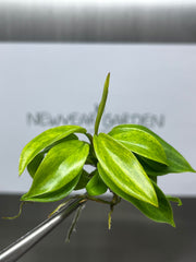 Philodendron painted lady (1 plantlet/bag) Tissue culture