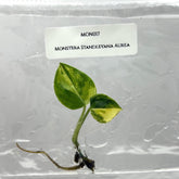 Monstera standleyana Variegated (1 plantlet/bag) Tissue culture