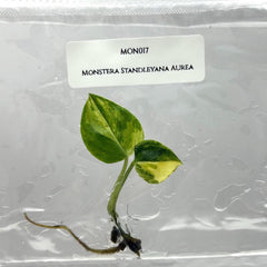 Monstera standleyana Variegated (1 plantlet/bag) Tissue culture