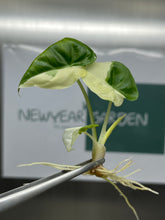 Alocasia regal shield albo Variegated (1 plant/bag)