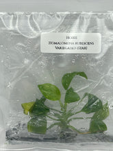 Homalomena rubescens Var. (Star) (1 plantlet/bag) Tissue Culture