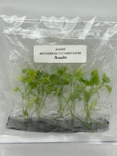 Anthurium Vittarifolium (ใบเนคไท) (5 plantlets/bag) Tissue culture