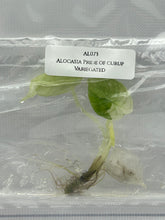 Alocasia Pride of curup Variegated (1 plantlet/bag) Tissue culture