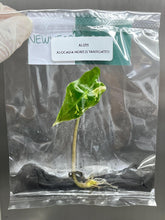 Alocasia nobilis variegated (1 plantlet/bag) Tissue culture